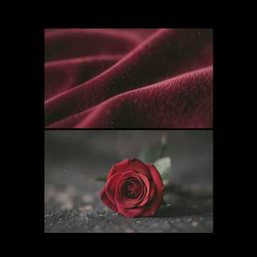 Velvet and Rose