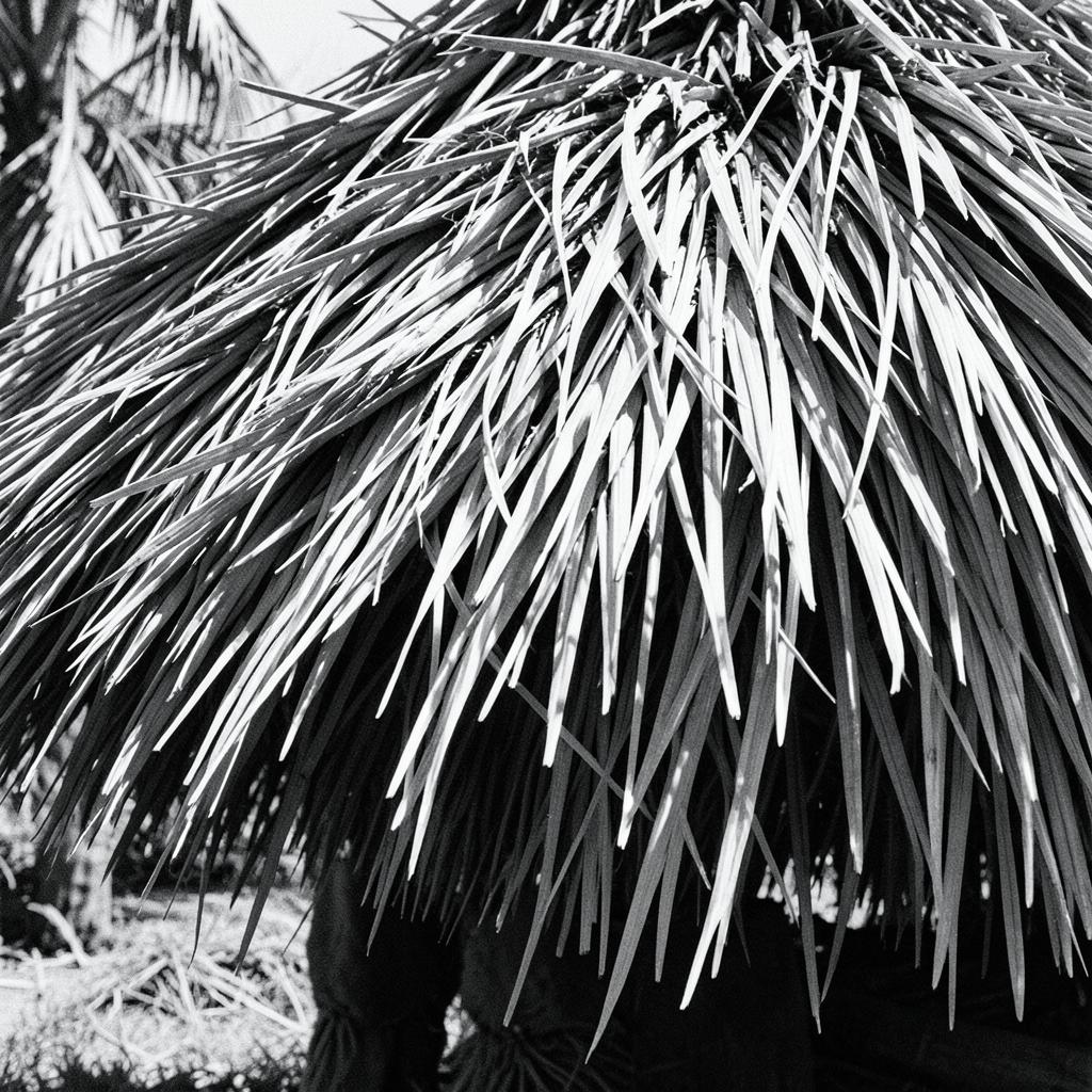 Na palha do coqueiro no Terreiro do Aricuri